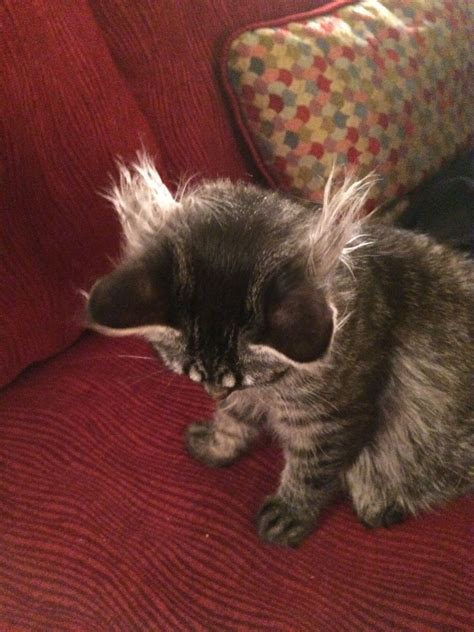 cats with ear tufts